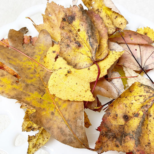 Maple and oak leaves dried wild harvested and sustainably collected by hand sanitized by freezing