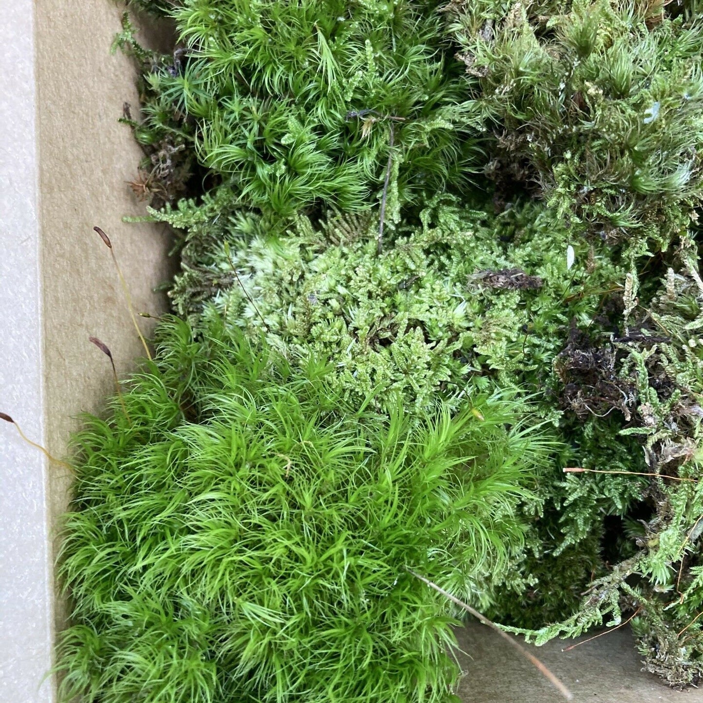 Terrarium Moss Variety Box – Live Moss Collection for Terrariums, Vivariums, Fairy Gardens & Bioactive Enclosures