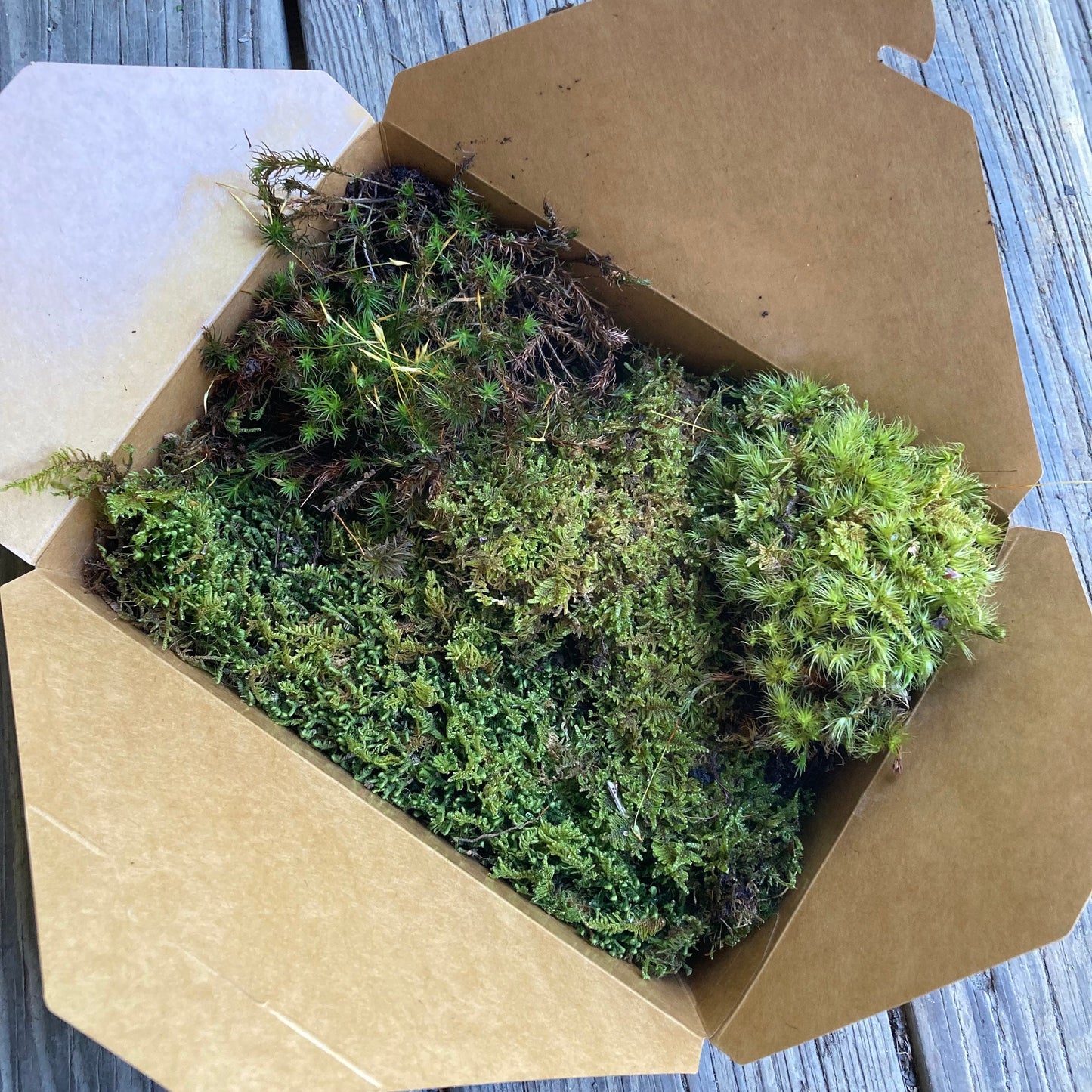 Terrarium Moss Variety Box – Live Moss Collection for Terrariums, Vivariums, Fairy Gardens & Bioactive Enclosures