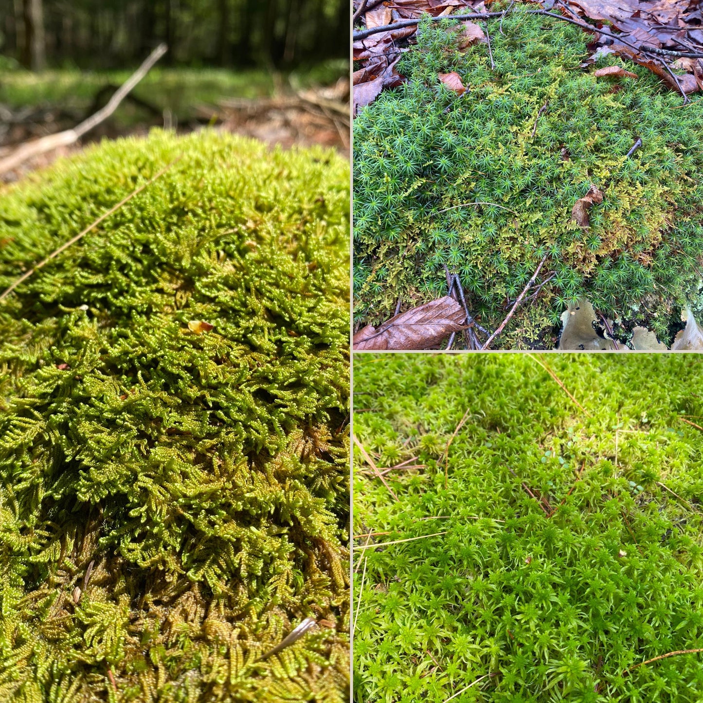 Live Moss Bulk, Wholesale for Moss Garden, Rock Garden, Centerpieces, Terrariums, Vivariums, Fairy Gardens, Assorted Varieties