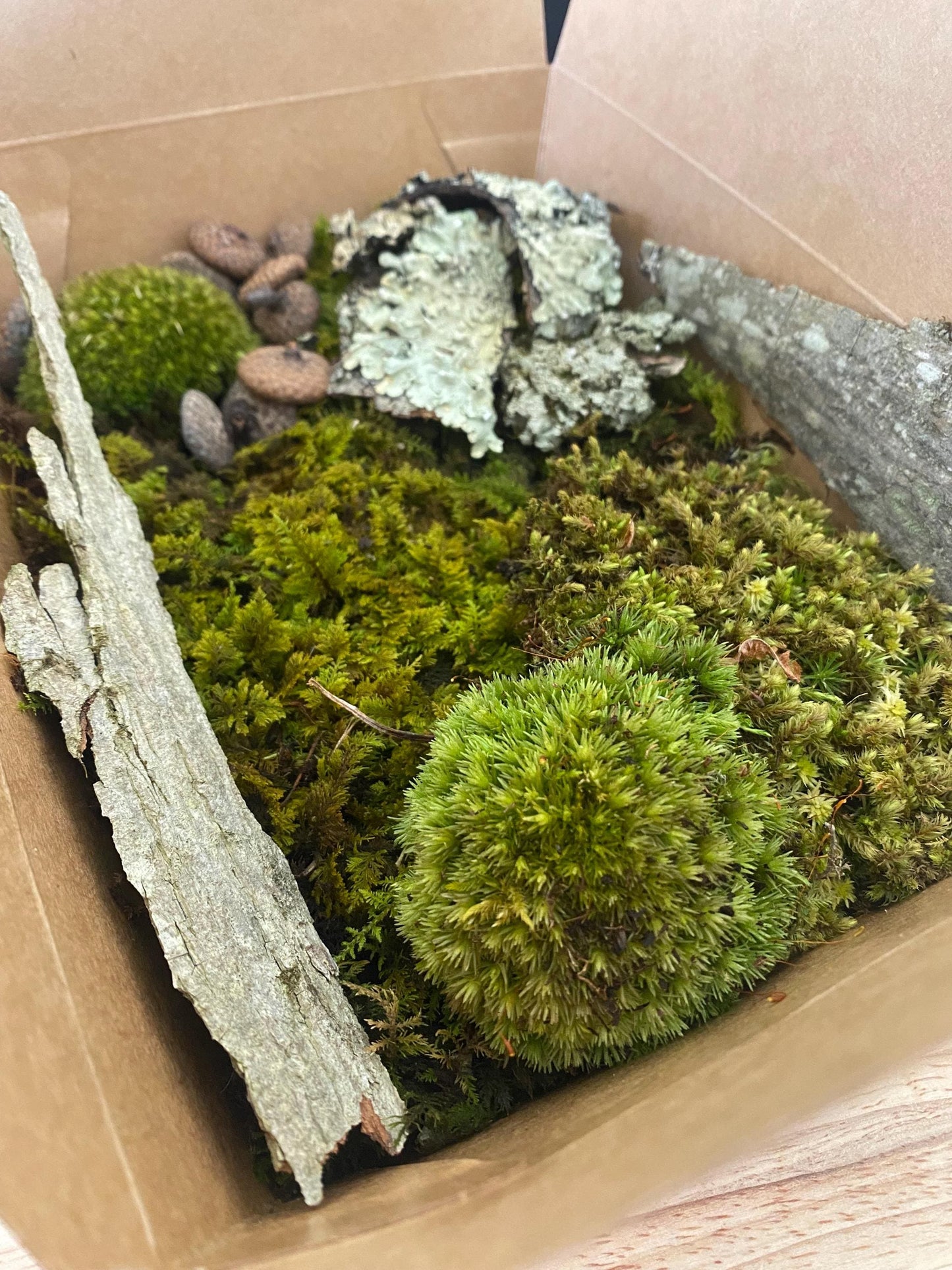 Terrarium kit | Live moss terrarium starter kit | Terrarium in a box | Forest foraged decor