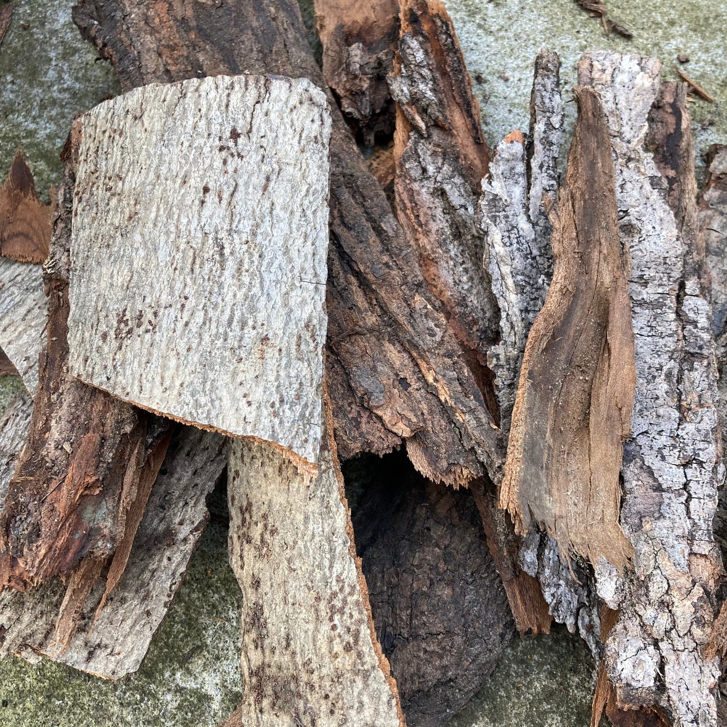 Hardwood Tree Bark | Fairy Garden Decor | Terrarium Bark | Dried Tree Bark | Air Plant Bark | Natural Bark Flats | Craft Supplies