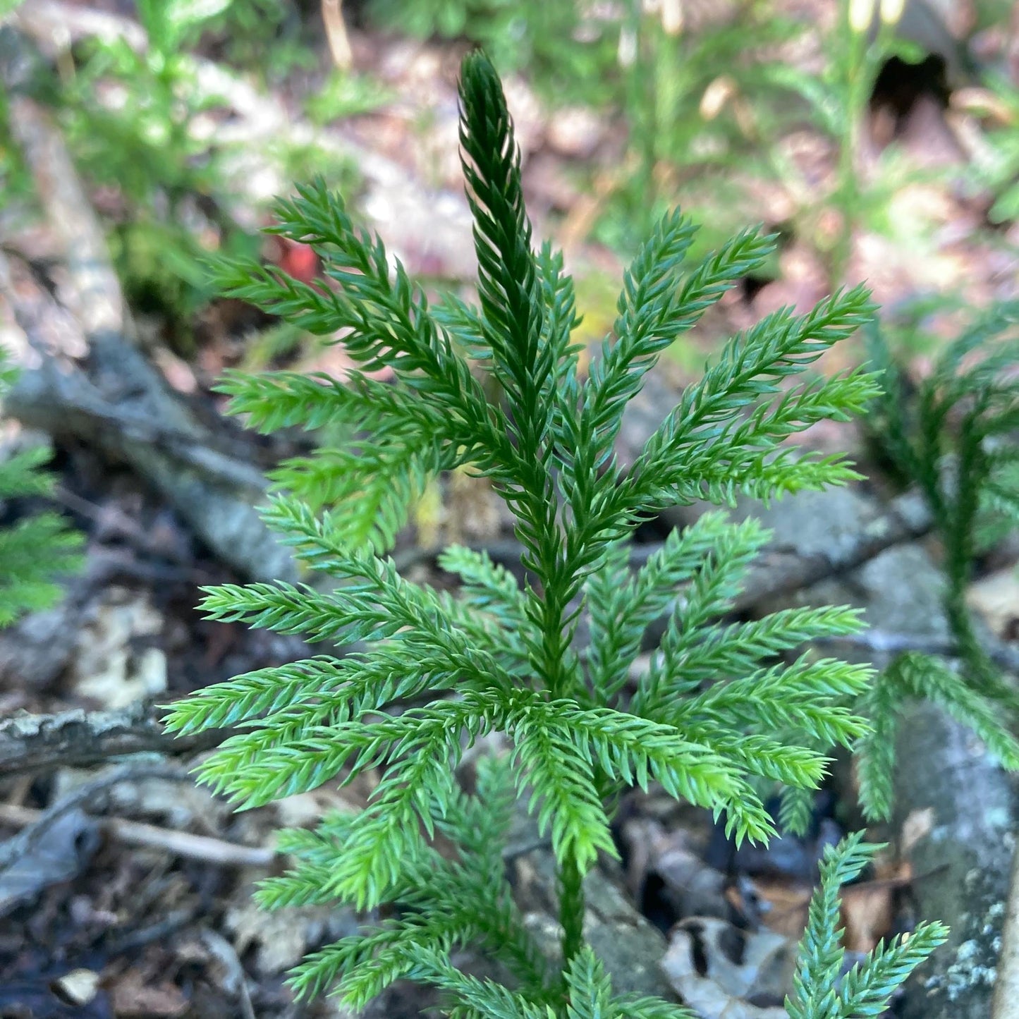 Live Flat-Branched Club Moss Plant | Foraged Woodland Moss, Terrarium & Craft Supply