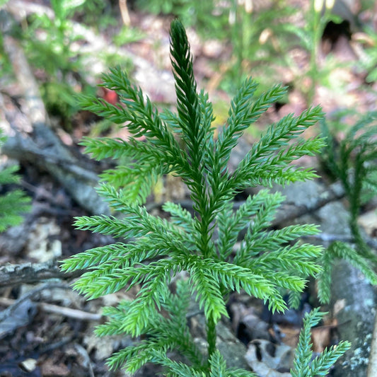 Live Flat-Branched Club Moss Plant | Foraged Woodland Moss, Terrarium & Craft Supply