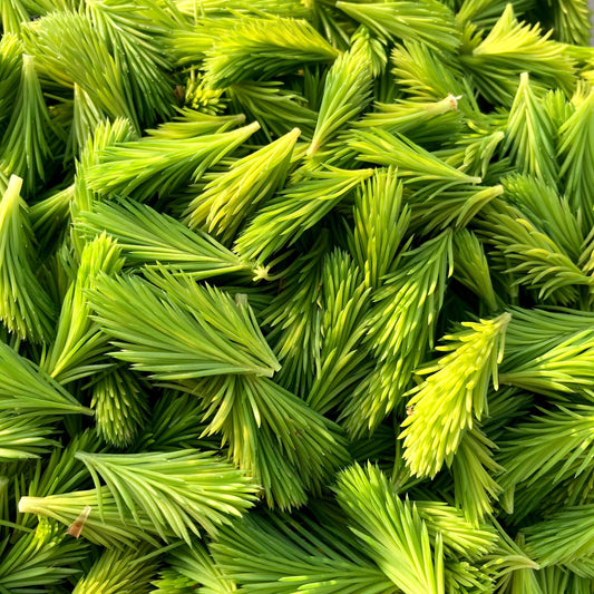 Spruce Tips by the Pound for Brewing Beer, Baking, and Flavoring