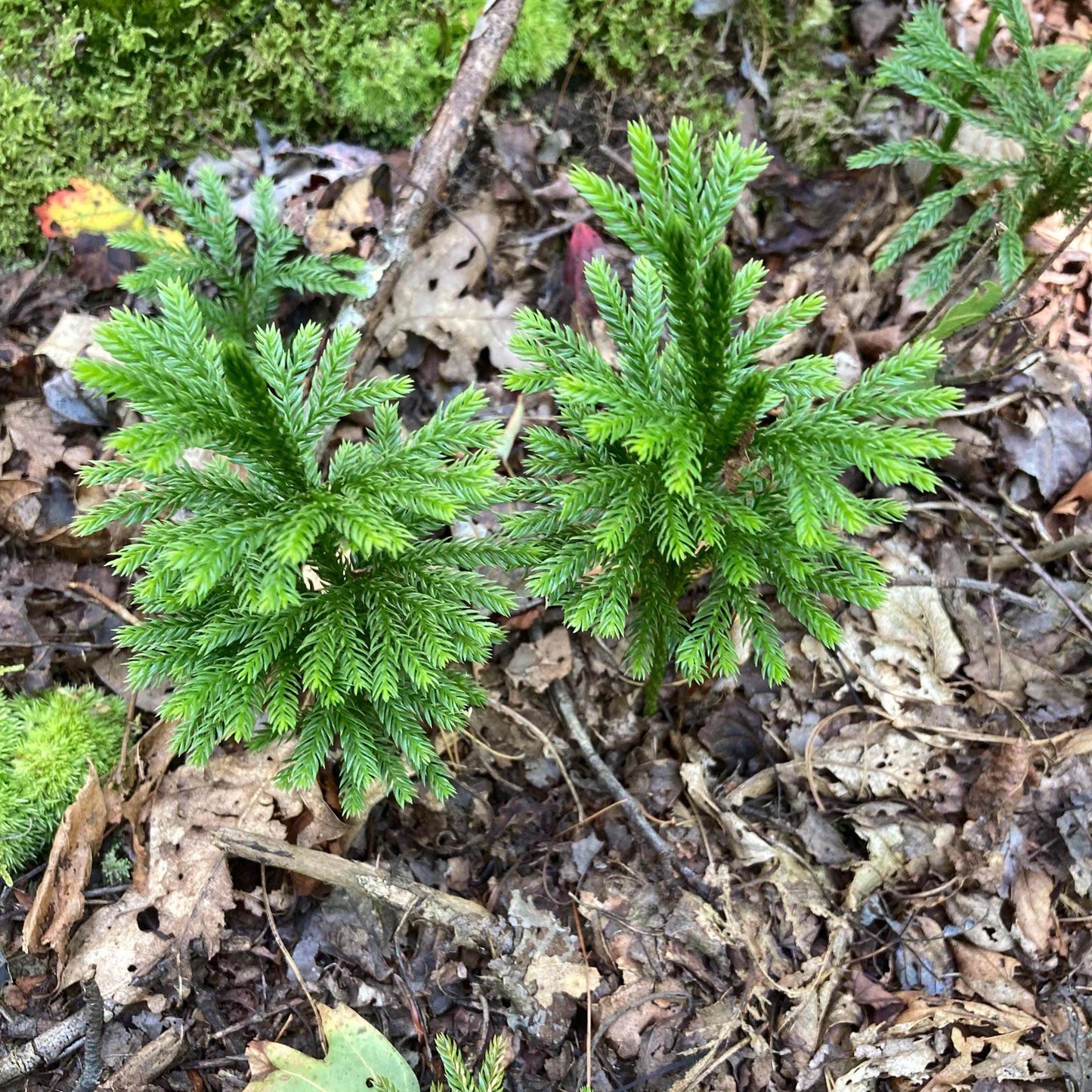 Live Flat-Branched Club Moss Plant | Foraged Woodland Moss, Terrarium & Craft Supply