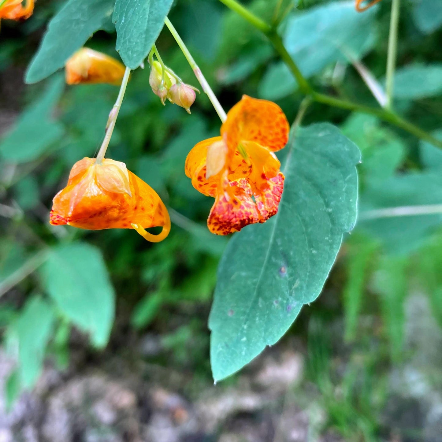 25 Jewelweed Seeds (Impatiens capensis) | Touch-Me-Not Wildflower | Hummingbird & Pollinator Friendly | Easy to Grow Native Plant