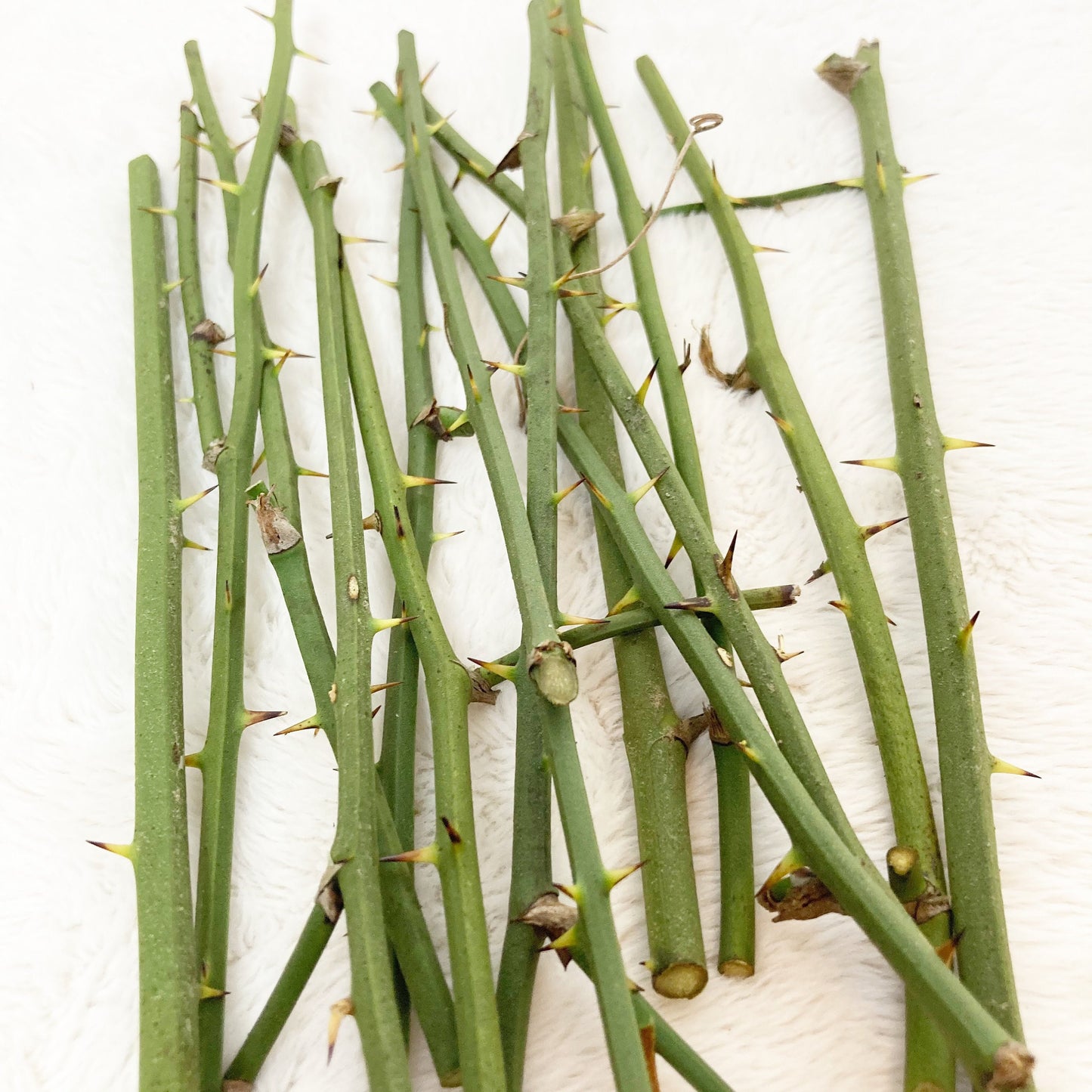 Green thorny twigs bundle for floral arrangements crafting, terrariums, fairy gardens greenbrier branches