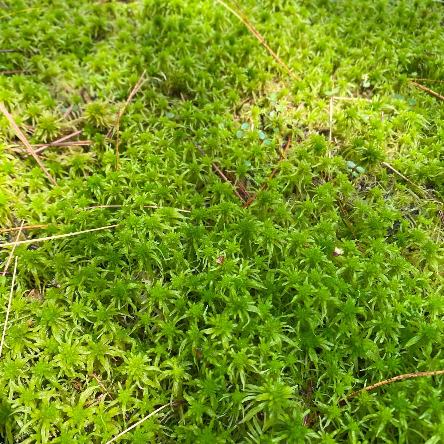Terrarium Moss Variety Box – Live Moss Collection for Terrariums, Vivariums, Fairy Gardens & Bioactive Enclosures