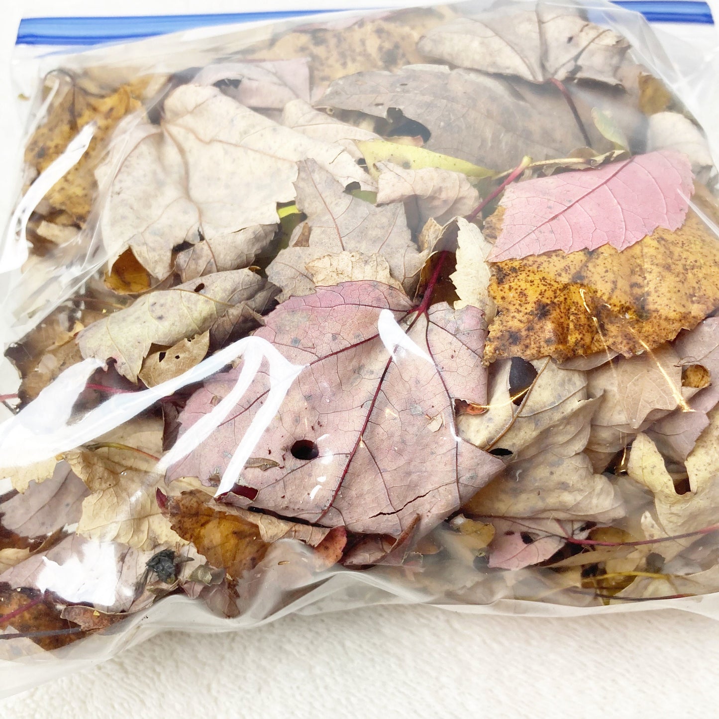 Maple and oak leaves dried wild harvested and sustainably collected by hand sanitized by freezing