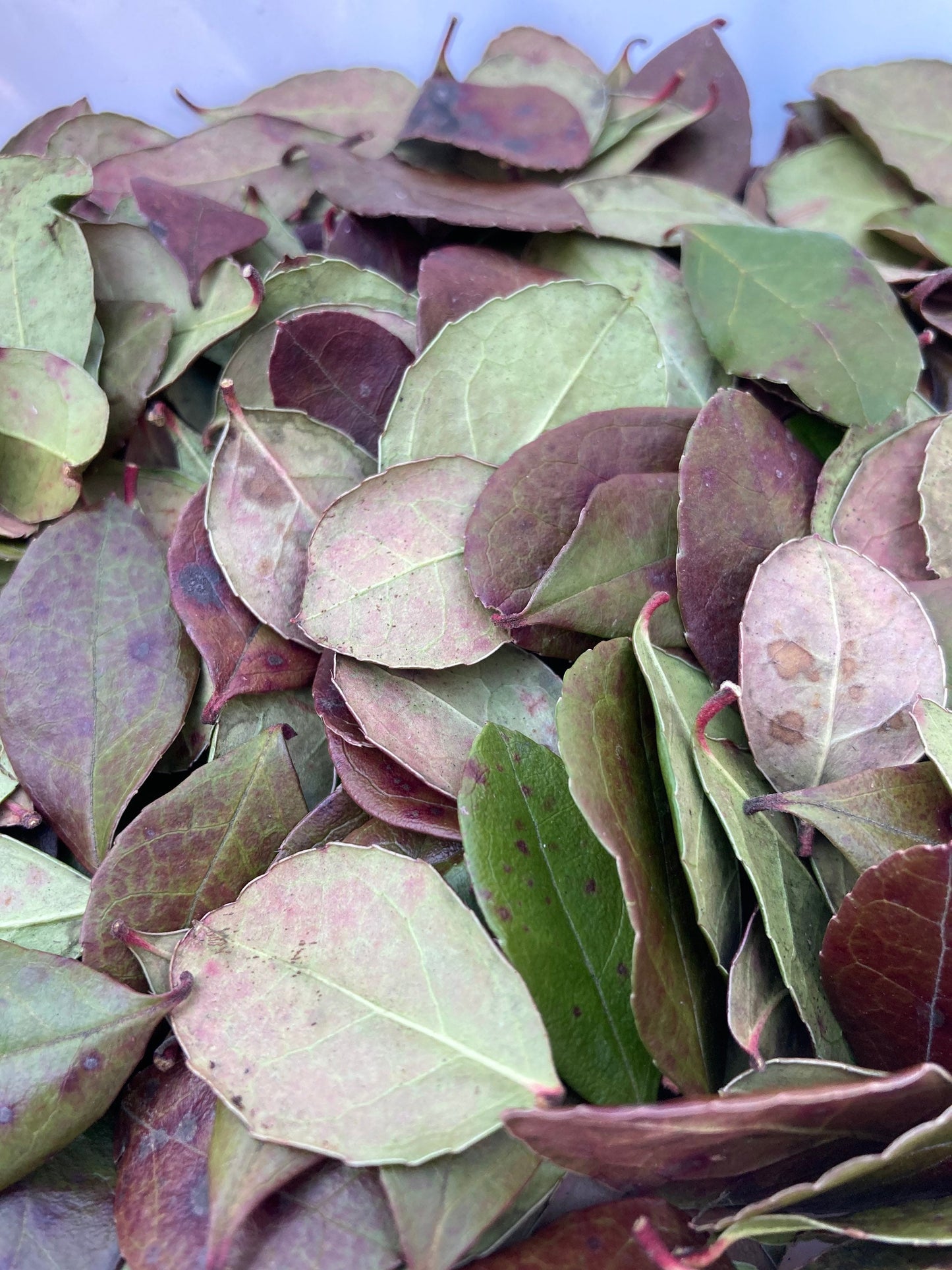 Teaberry leaves dried wild harvested and sustainably picked by hand