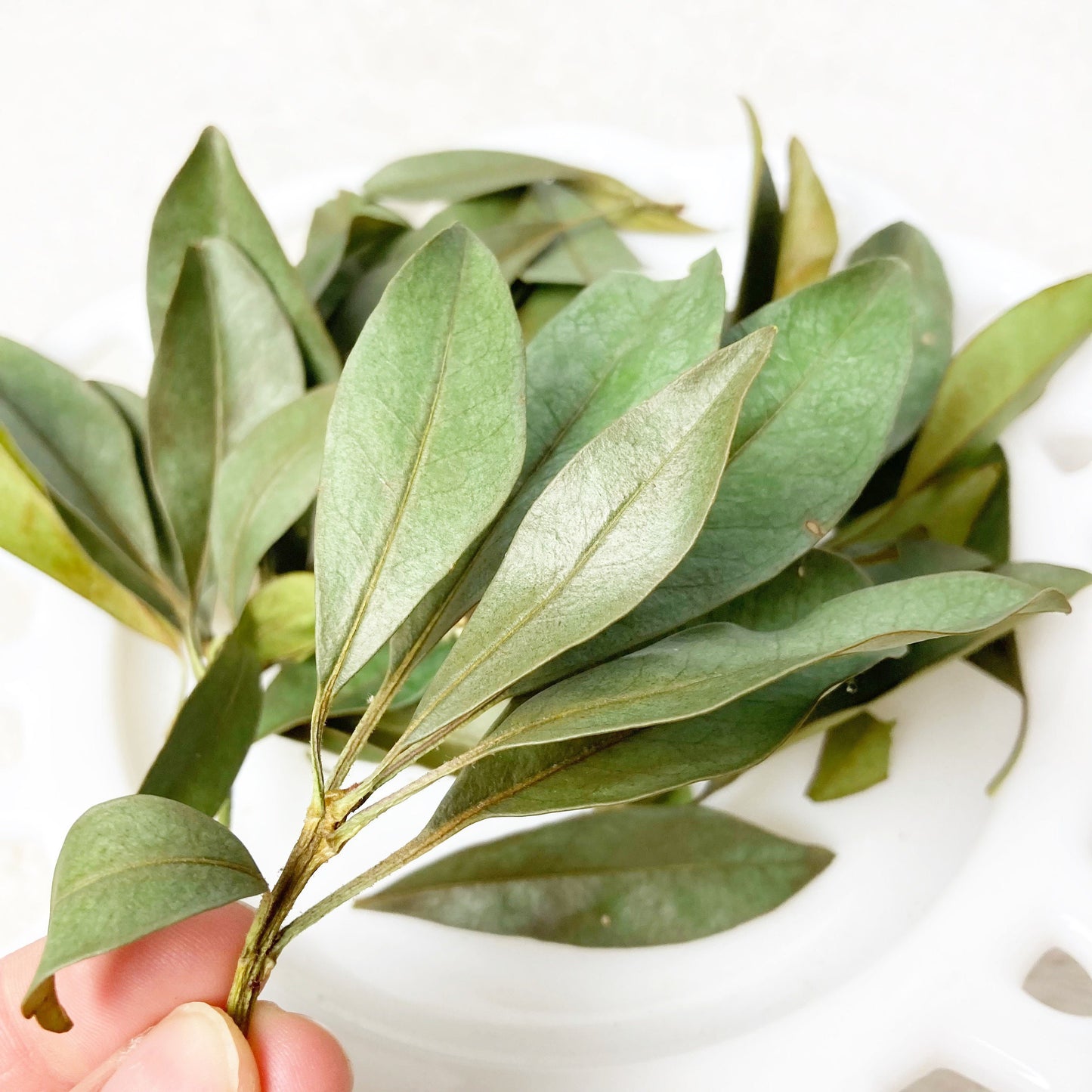 Mountain laurel leaves dried wild harvested and sustainably picked by hand