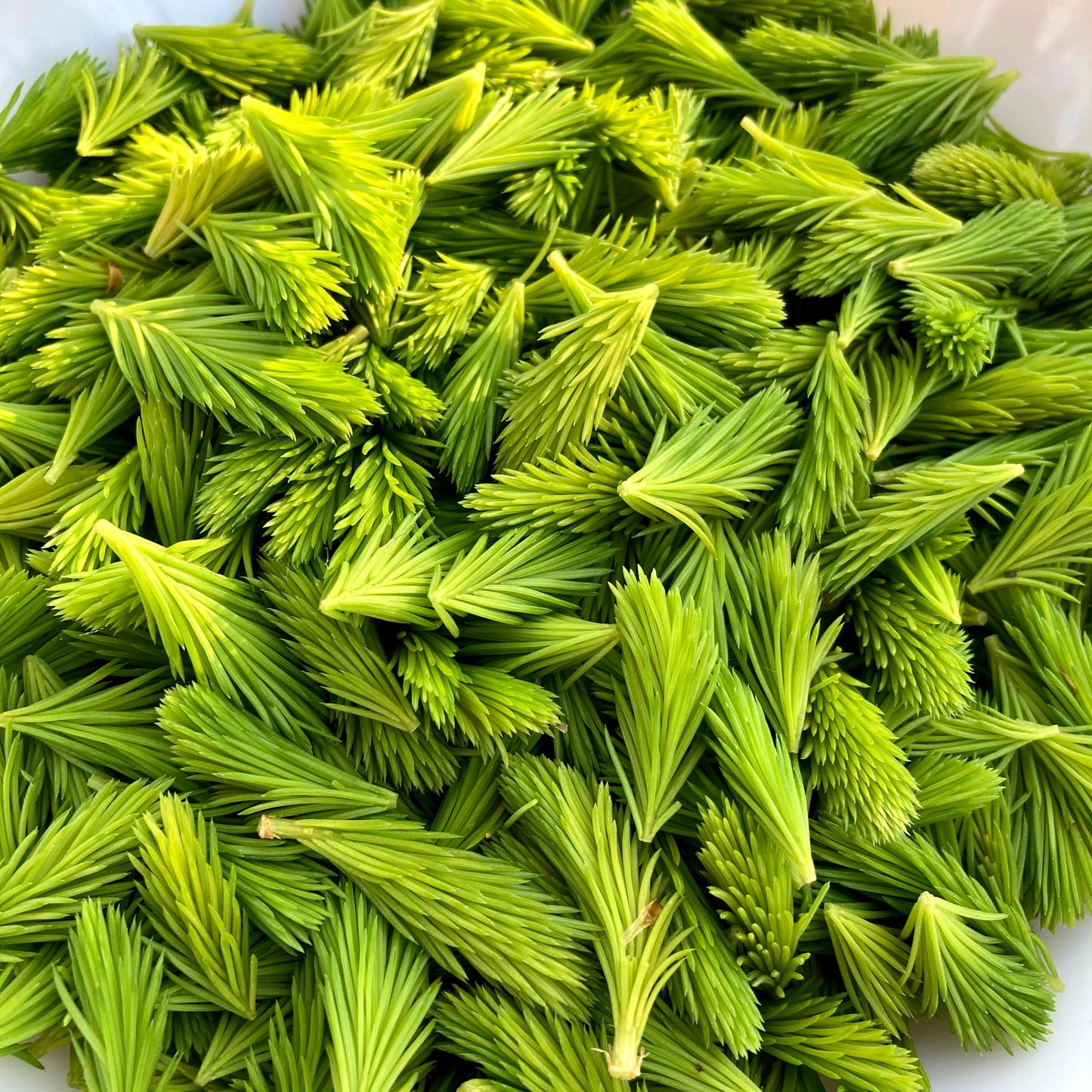 Spruce Tips by the Pound for Brewing Beer, Baking, and Flavoring