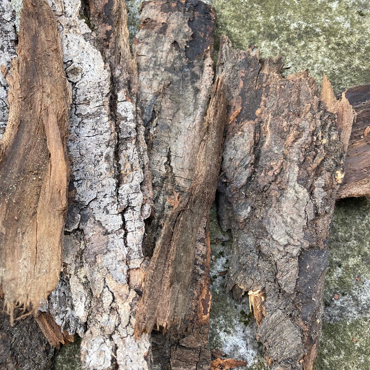 Hardwood Tree Bark | Fairy Garden Decor | Terrarium Bark | Dried Tree Bark | Air Plant Bark | Natural Bark Flats | Craft Supplies