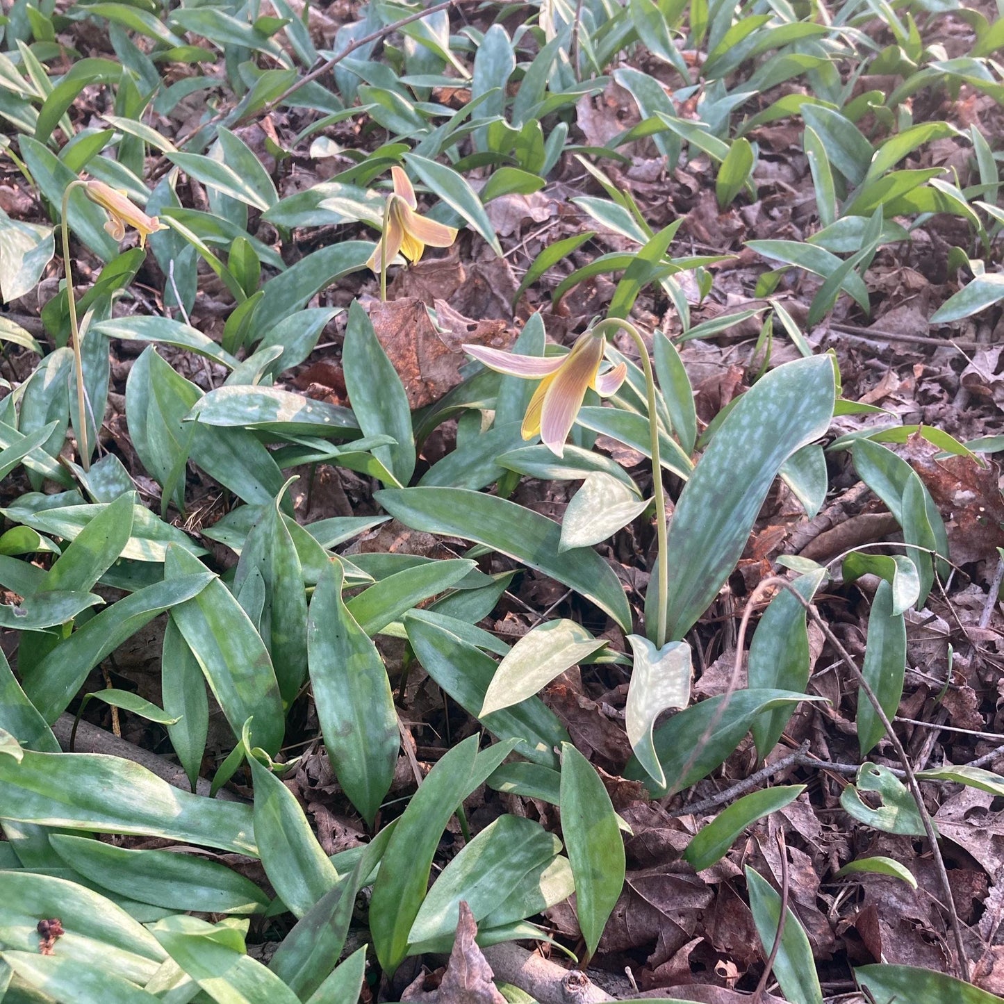 6 Yellow Trout Lily Bulbs: Shade Loving Native Wildflower, Woodland Garden Plant