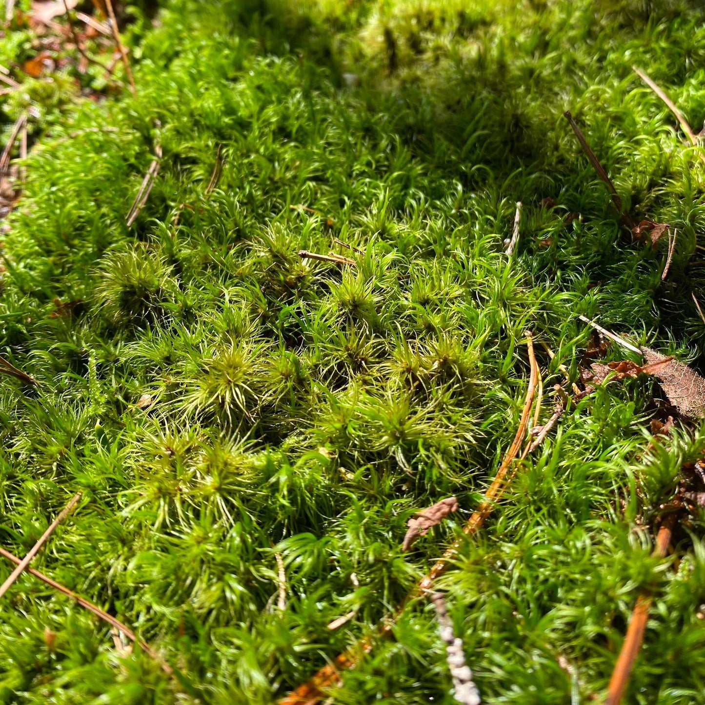Live Moss Bulk, Wholesale for Moss Garden, Rock Garden, Centerpieces, Terrariums, Vivariums, Fairy Gardens, Assorted Varieties
