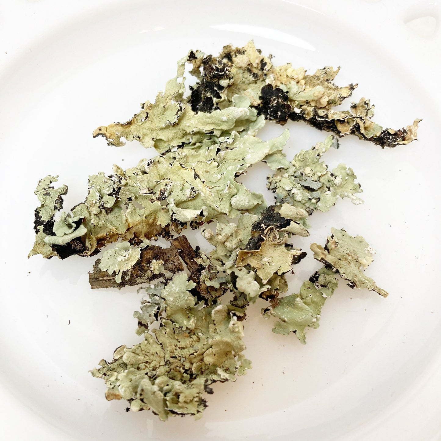 Green Lichen Pieces for crafting, terrariums, fairy gardens, dyeing dried