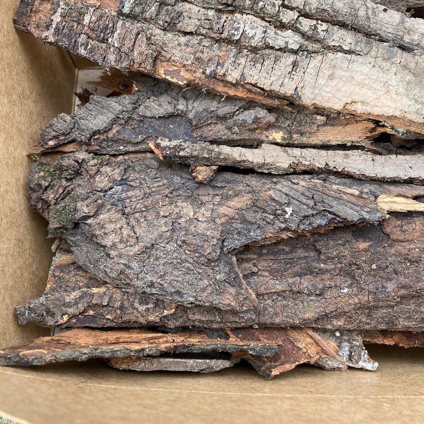Hardwood Tree Bark | Fairy Garden Decor | Terrarium Bark | Dried Tree Bark | Air Plant Bark | Natural Bark Flats | Craft Supplies