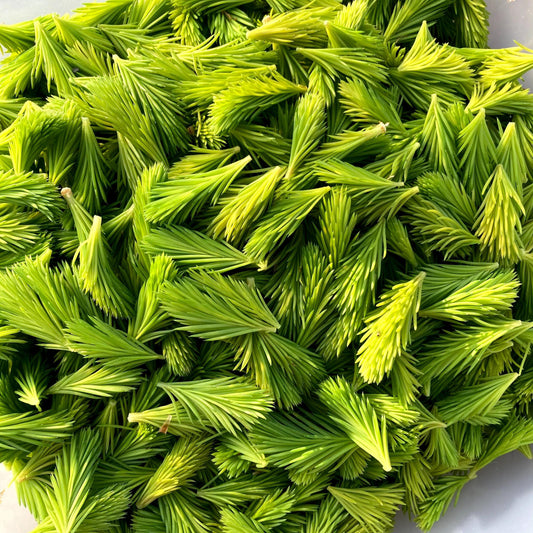 Spruce Tips by the Pound for Brewing Beer, Baking, and Flavoring