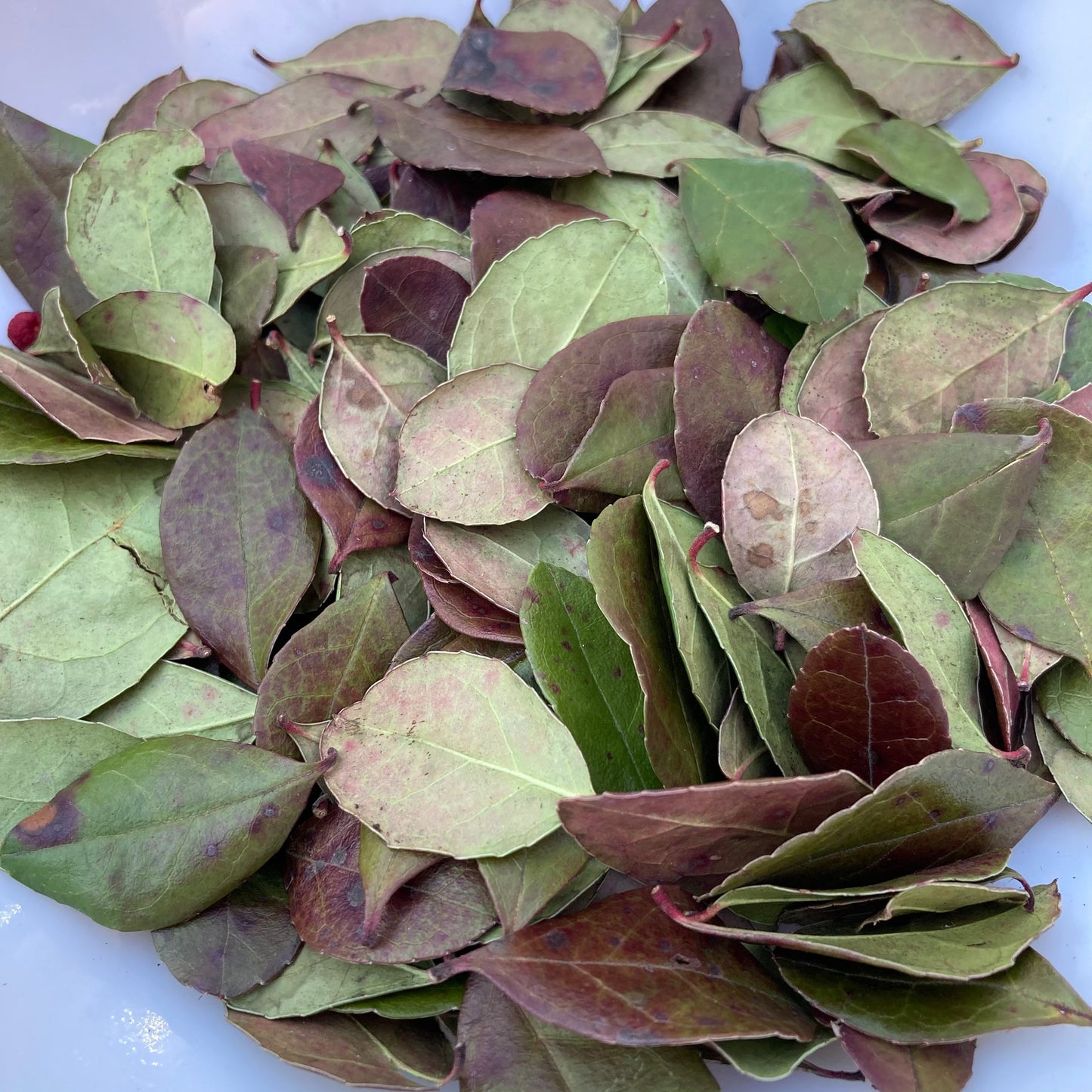 Teaberry leaves dried wild harvested and sustainably picked by hand