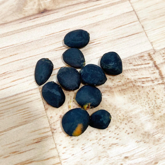 10 Cucumber Magnolia Seeds (Magnolia acuminata) | Rare Native Tree, Hardy Ornamental, Shade & Wildlife Garden Seeds