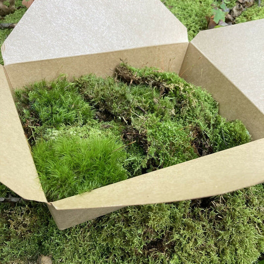 Terrarium Moss Variety Box – Live Moss Collection for Terrariums, Vivariums, Fairy Gardens & Bioactive Enclosures